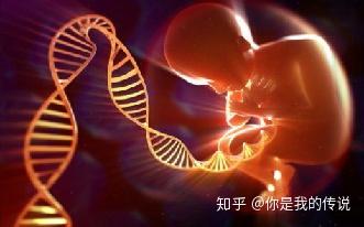 人工授精与基因优选+人工授精基因检测